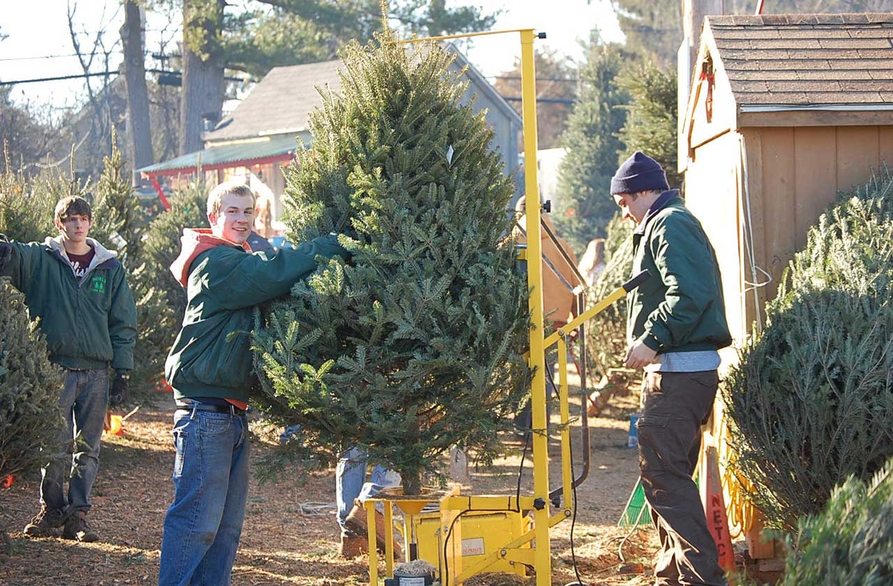 Noel's Tree Farm workers putting a Christmas tree through the baler