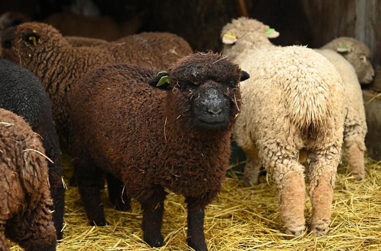 Sheep herd brown and white grazing