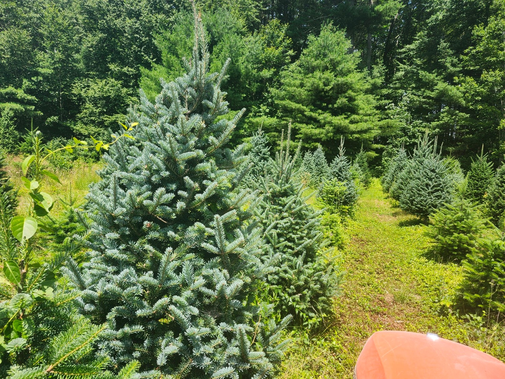 Evergreen tree nursery forest plantation