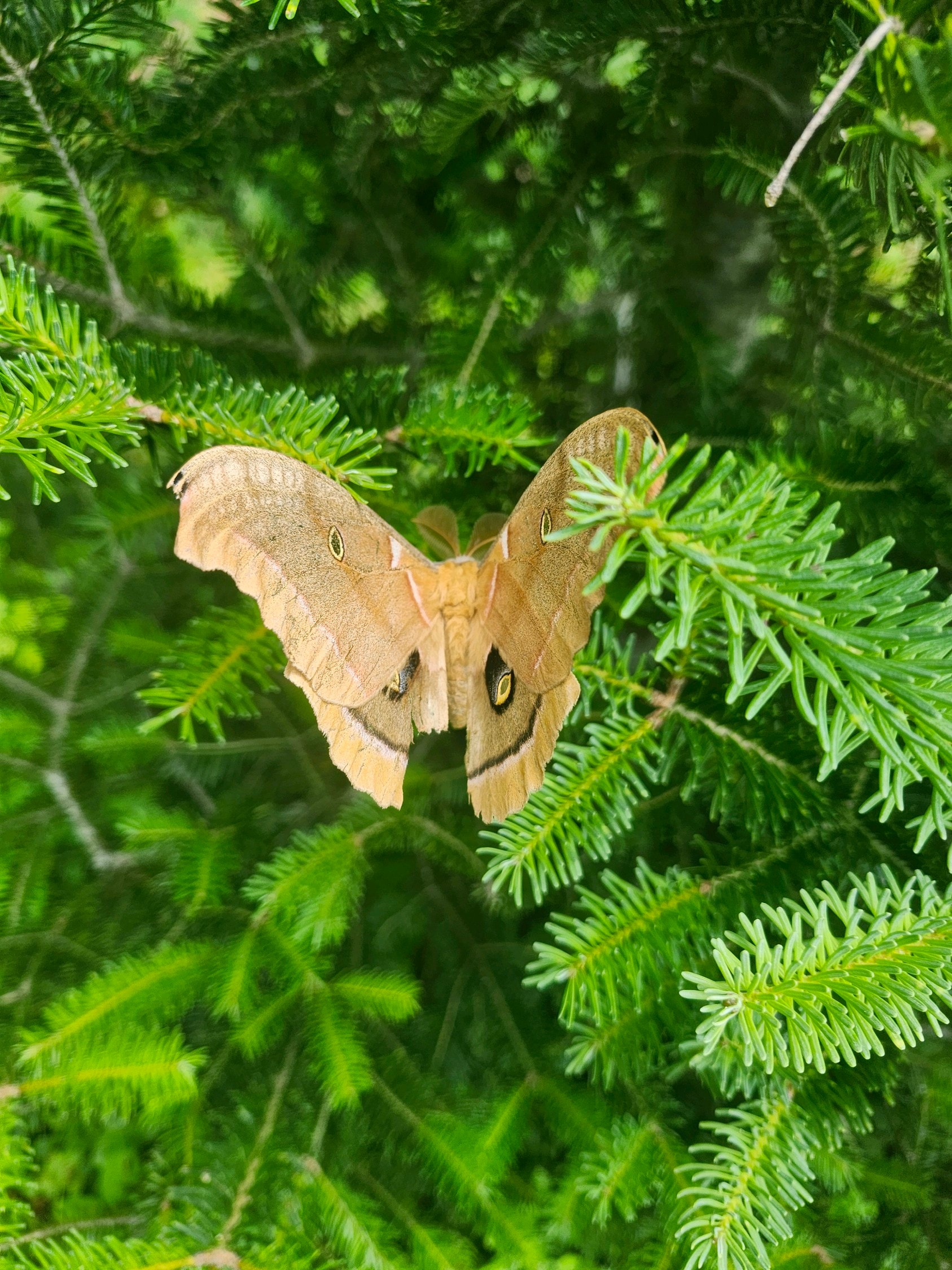 Tan moth perched on evergreen branches