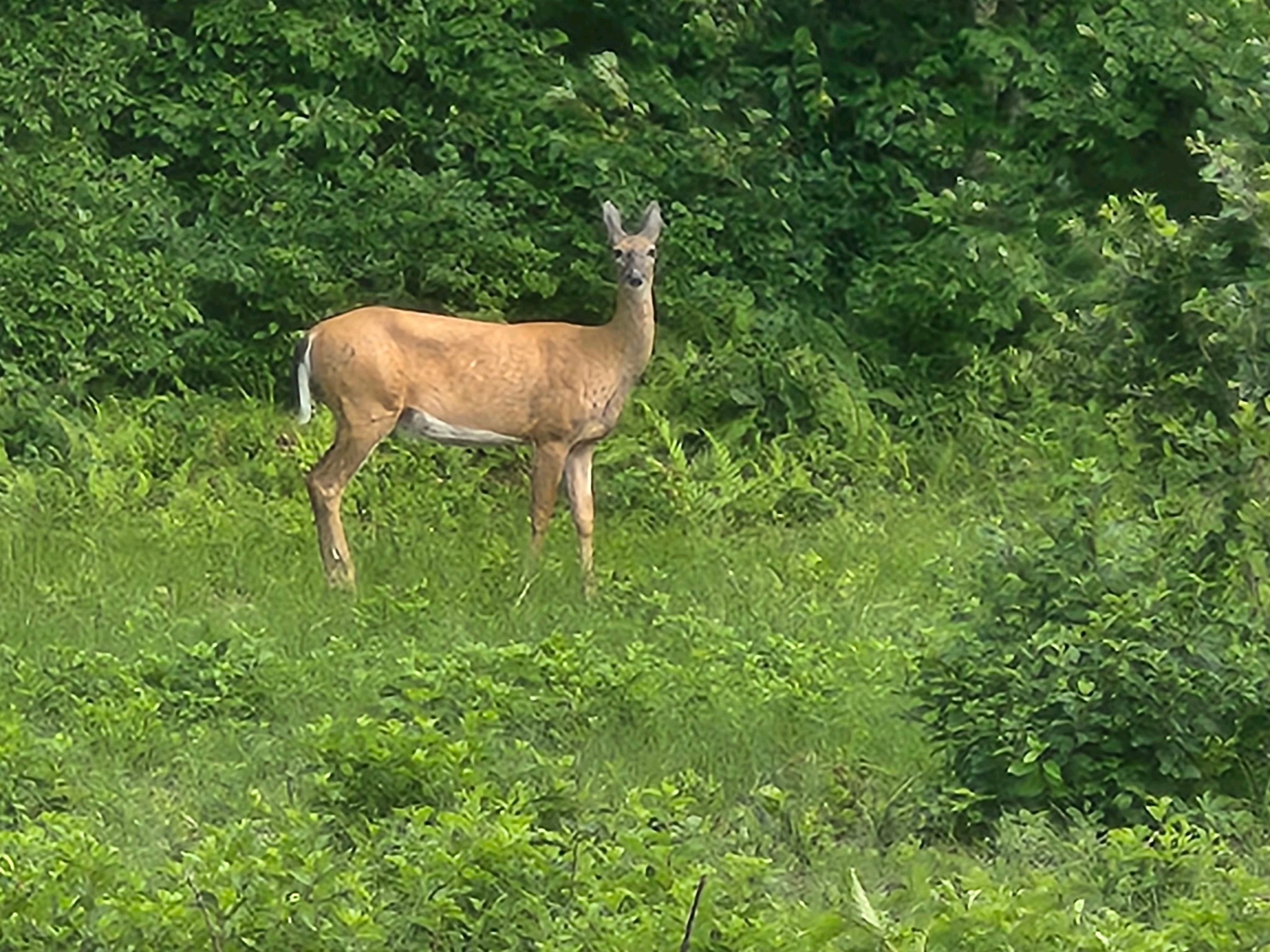 Deer standing in green forest vegetation