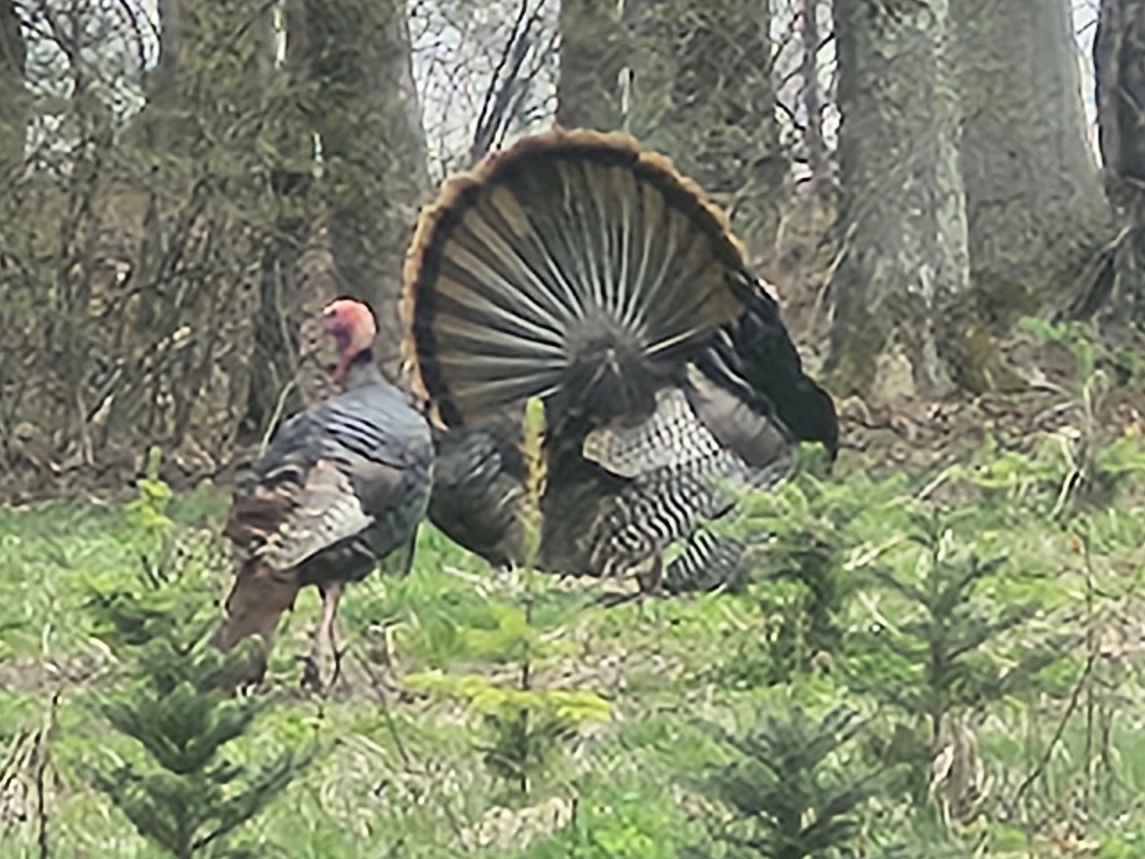 Wild turkey displaying in forest
