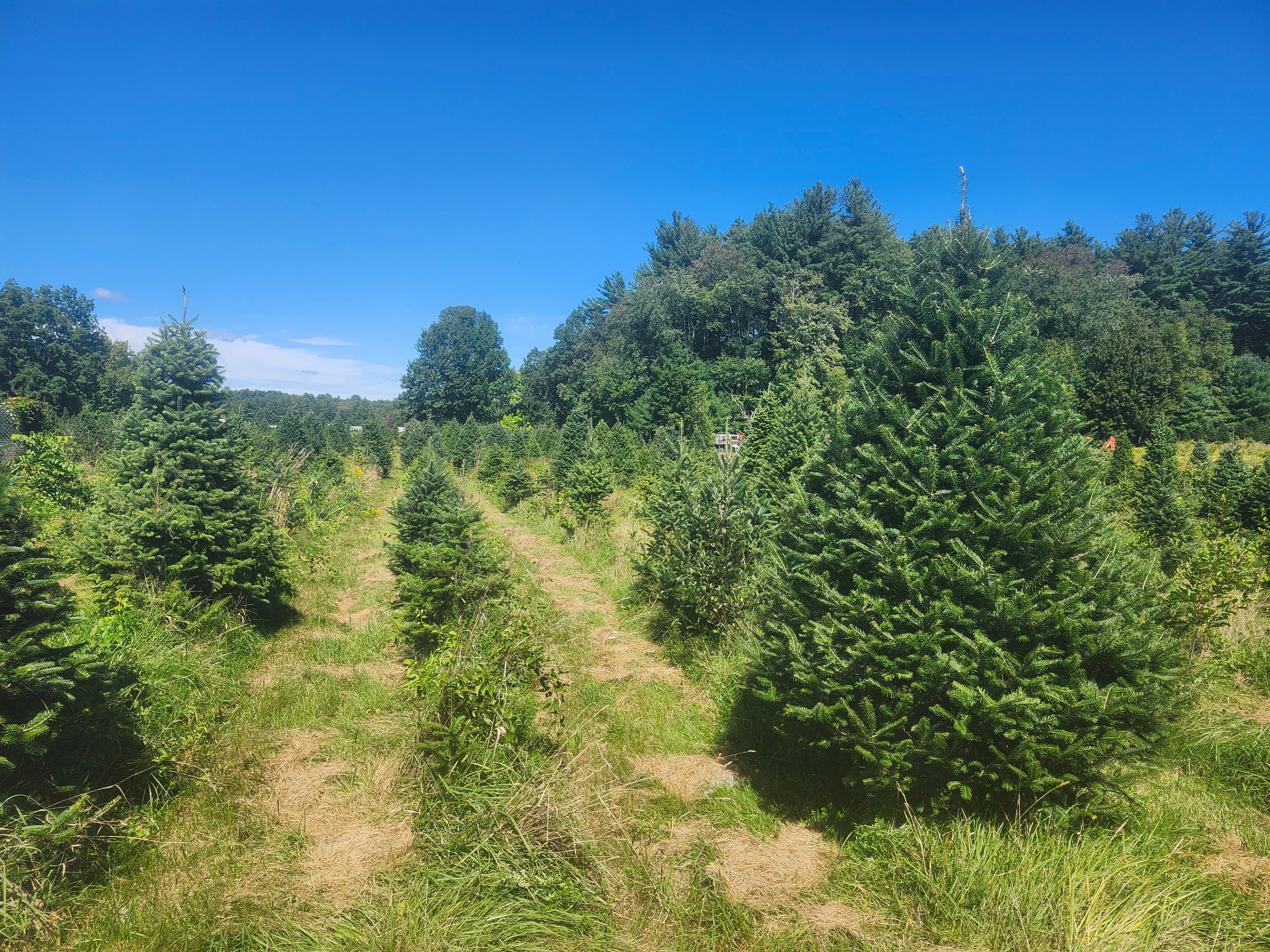 Christmas tree farm rows under clear sky