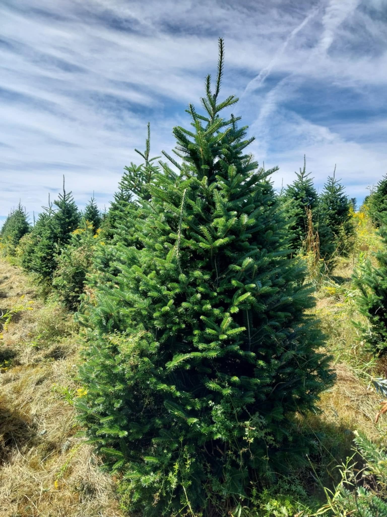 Evergreen trees growing in farm field