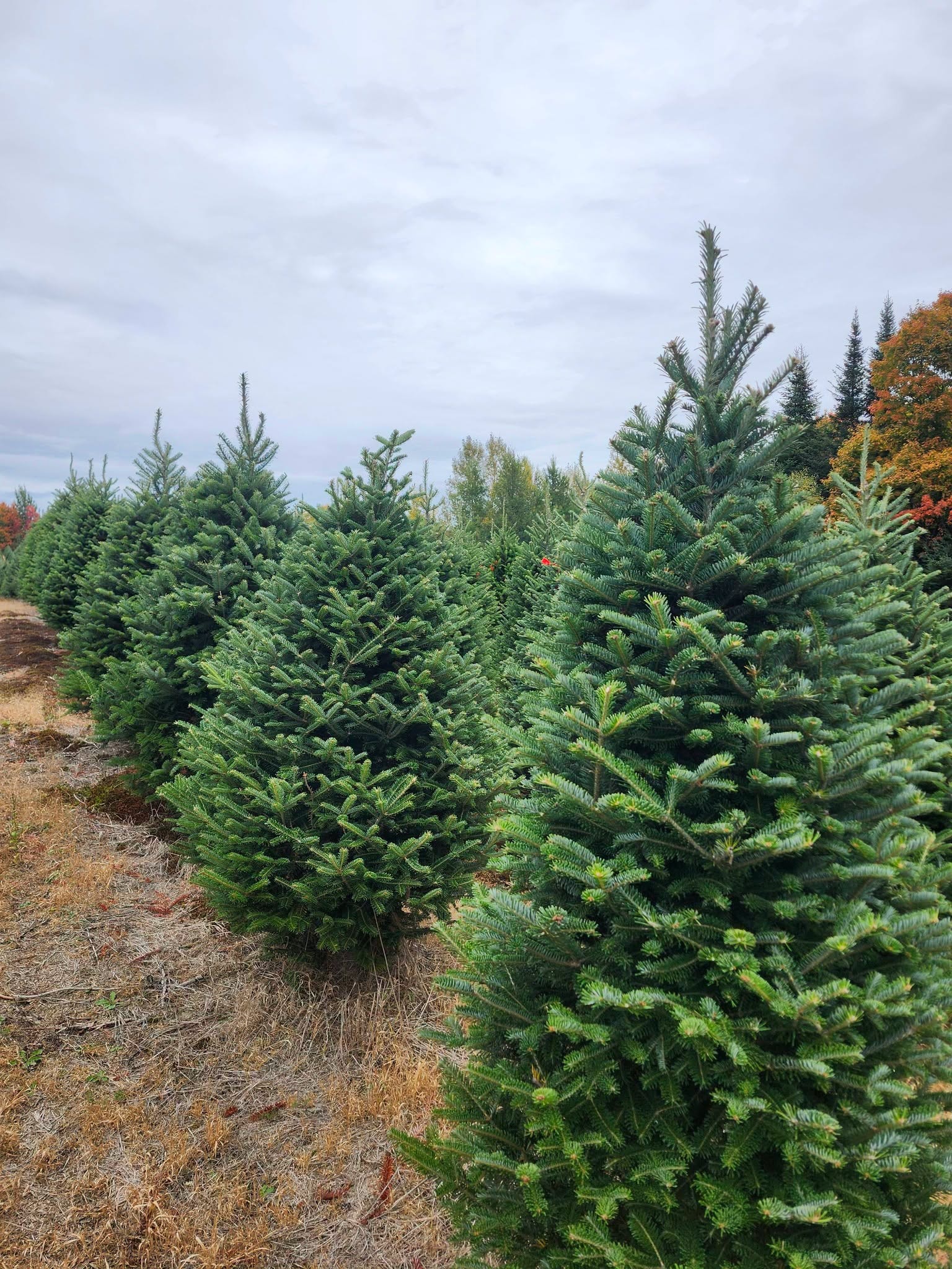 Rows of lush Christmas trees growing at Noel's Tree Farm