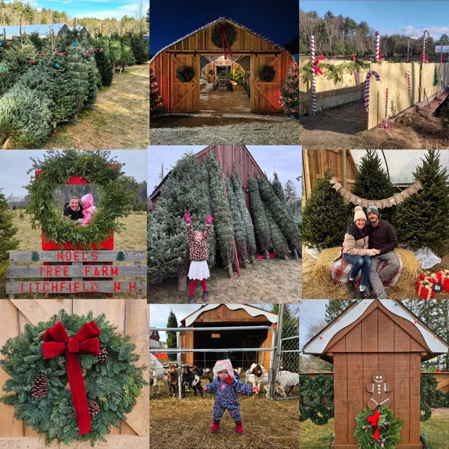 Christmas tree farm holiday celebration