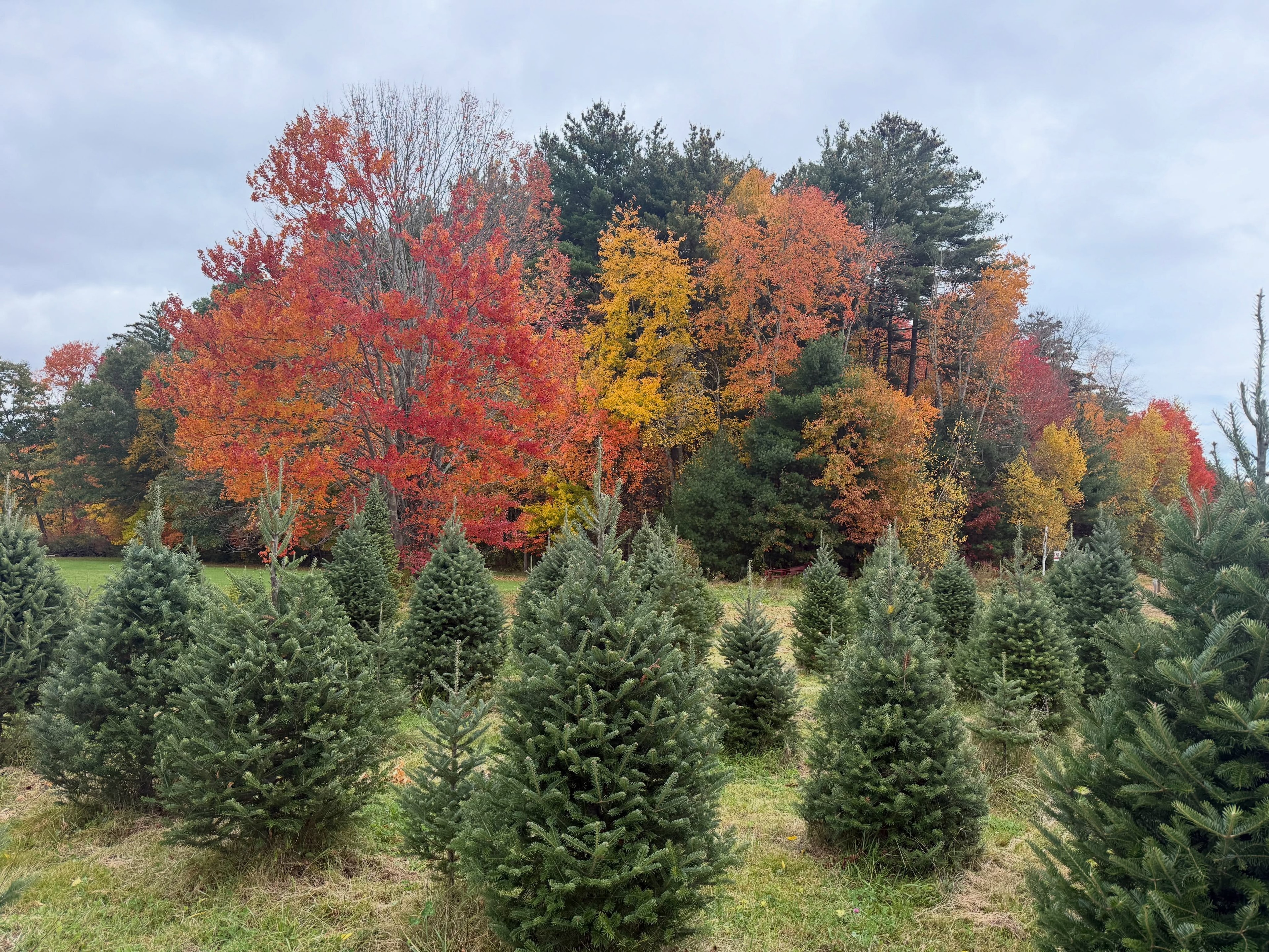 Evergreen trees autumn foliage landscape