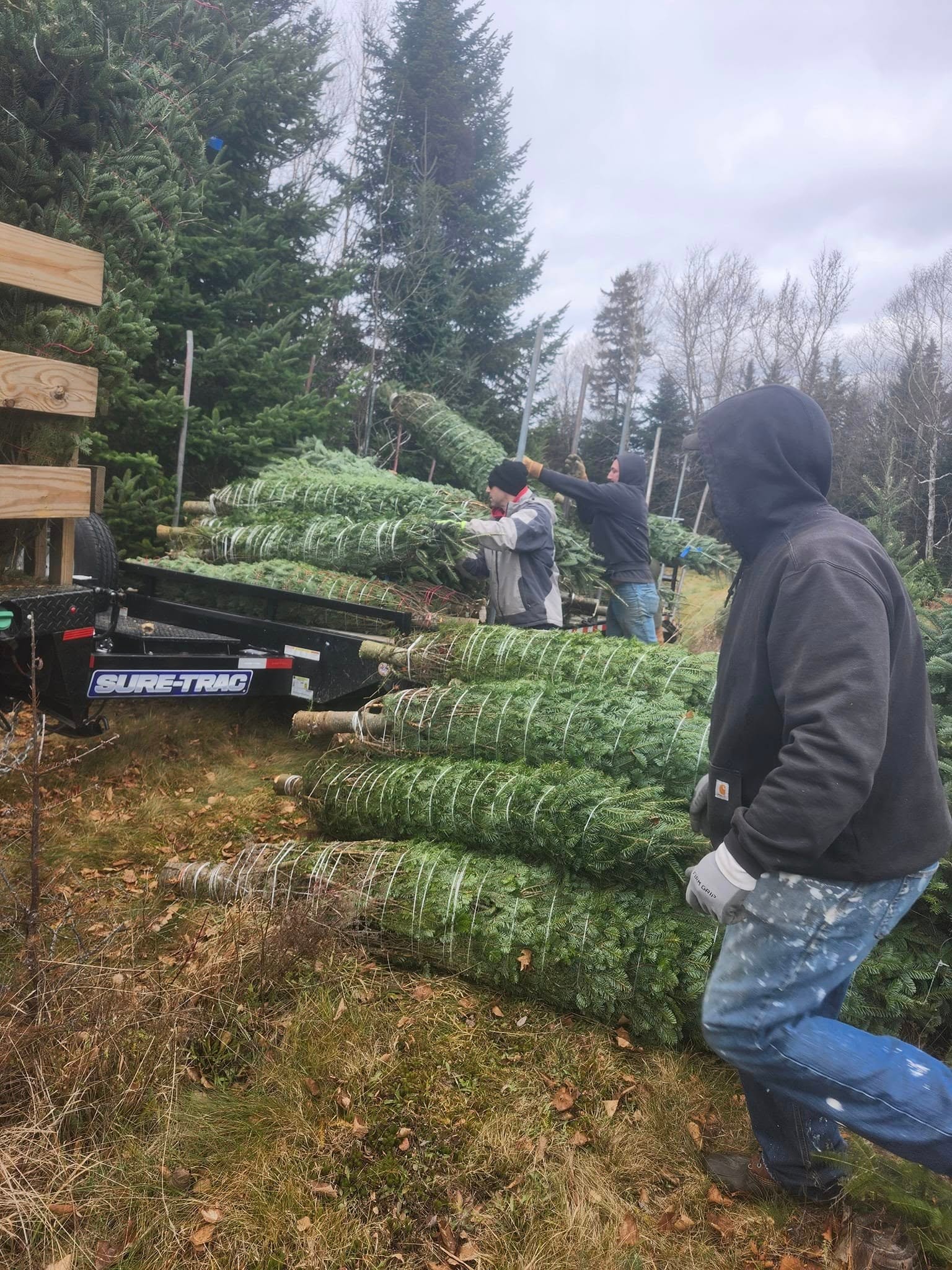 Workers loading bundled Christmas trees onto a trailer